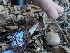  ( - FDS-CA-01369)  @11 [ ] by-nc (2024) Stu Pickell Fungal Diversity Survey