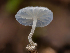  ( - FDS-CA-01368)  @11 [ ] by-nc (2024) Stu Pickell Fungal Diversity Survey