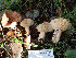  ( - FDS-CA-01395)  @11 [ ] by-nc (2024) Stu Pickell Fungal Diversity Survey