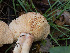  ( - FDS-CA-01395)  @11 [ ] by-nc (2024) Stu Pickell Fungal Diversity Survey