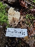  ( - FDS-CA-02188)  @11 [ ] by (2024) Mandy Hackney Fungal Diversity Survey