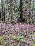  ( - FDS-CA-02188)  @11 [ ] by (2024) Mandy Hackney Fungal Diversity Survey