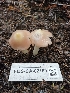  ( - FDS-CA-02109)  @11 [ ] by (2024) Mandy Hackney Fungal Diversity Survey