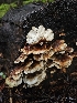  (Postia dissecta - FDS-CA-02130)  @11 [ ] by (2024) Mandy Hackney Fungal Diversity Survey