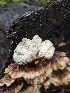  ( - FDS-CA-02130)  @11 [ ] by (2024) Mandy Hackney Fungal Diversity Survey