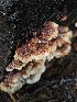  ( - FDS-CA-02130)  @11 [ ] by (2024) Mandy Hackney Fungal Diversity Survey