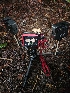  ( - FDS-CA-02109)  @11 [ ] by (2024) Mandy Hackney Fungal Diversity Survey