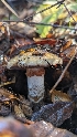  ( - FDS-CA-01779)  @11 [ ] c (2024) Michelle C. Torres-Grant Fungal Diversity Survey