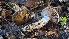  ( - FDS-CA-01779)  @11 [ ] c (2024) Michelle C. Torres-Grant Fungal Diversity Survey