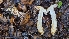  ( - FDS-CA-01779)  @11 [ ] c (2024) Michelle C. Torres-Grant Fungal Diversity Survey