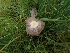  ( - FDS-CA-02758)  @11 [ ] by-nc (2024) Sadie Hickey Fungal Diversity Survey