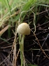  ( - FDS-CA-02758)  @11 [ ] by-nc (2024) Sadie Hickey Fungal Diversity Survey