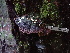  (Porodaedalea sp. PNW01 - FDS-CA-02396)  @11 [ ] by-nc (2024) Jaren Hockert Fungal Diversity Survey