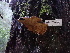  ( - FDS-CA-02396)  @11 [ ] by-nc (2024) Jaren Hockert Fungal Diversity Survey