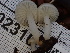  ( - FDS-CA-02310)  @11 [ ] by-nc (2024) Jaren Hockert Fungal Diversity Survey