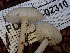  ( - FDS-CA-02310)  @11 [ ] by-nc (2024) Jaren Hockert Fungal Diversity Survey
