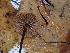  ( - FDS-CA-02308)  @11 [ ] by-nc (2024) Jaren Hockert Fungal Diversity Survey