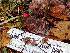  ( - FDS-CA-02308)  @11 [ ] by-nc (2024) Jaren Hockert Fungal Diversity Survey
