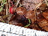  ( - FDS-CA-02308)  @11 [ ] by-nc (2024) Jaren Hockert Fungal Diversity Survey