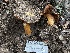  ( - FDS-CA-00355)  @11 [ ] by-nc (2024) Christian Schwarz Fungal Diversity Survey