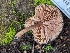  ( - FDS-CA-01413)  @11 [ ] by-nc (2024) Stu Pickell Fungal Diversity Survey