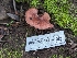  ( - FDS-CA-01413)  @11 [ ] by-nc (2024) Stu Pickell Fungal Diversity Survey