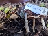  (Cortinarius sp. CA17 - FDS-CA-01416)  @11 [ ] by-nc (2024) Stu Pickell Fungal Diversity Survey