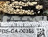  ( - FDS-CA-00356)  @11 [ ] by-nc (2024) Christian Schwarz Fungal Diversity Survey