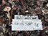  ( - FDS-CA-00352)  @11 [ ] by-nc (2024) Christian Schwarz Fungal Diversity Survey