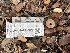  ( - FDS-CA-00351)  @11 [ ] by-nc (2024) Christian Schwarz Fungal Diversity Survey