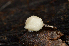  (Modicella sp. CA02 - FDS-CA-00369)  @11 [ ] by-nc (2024) Christian Schwarz Fungal Diversity Survey