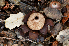  ( - FDS-CA-00351)  @11 [ ] by-nc (2024) Christian Schwarz Fungal Diversity Survey