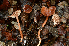  ( - FDS-CA-00352)  @11 [ ] by-nc (2024) Christian Schwarz Fungal Diversity Survey