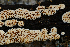  (Antrodia sp. CA01 - FDS-CA-00356)  @11 [ ] by-nc (2024) Christian Schwarz Fungal Diversity Survey