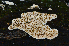  ( - FDS-CA-00356)  @11 [ ] by-nc (2024) Christian Schwarz Fungal Diversity Survey