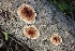  ( - FDS-CA-00770)  @11 [ ] by-nc (2024) Taye Bright Fungal Diversity Survey