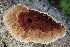  ( - FDS-CA-00770)  @11 [ ] by-nc (2024) Taye Bright Fungal Diversity Survey