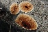  (Byssomerulius sp. corium-CA02 - FDS-CA-00770)  @11 [ ] by-nc (2024) Taye Bright Fungal Diversity Survey