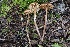  ( - FDS-CA-00772)  @11 [ ] by-nc (2024) Taye Bright Fungal Diversity Survey
