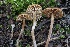  ( - FDS-CA-00772)  @11 [ ] by-nc (2024) Taye Bright Fungal Diversity Survey