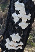  ( - FDS-CA-00762)  @11 [ ] by-nc (2024) Taye Bright Fungal Diversity Survey