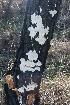  ( - FDS-CA-00762)  @11 [ ] by-nc (2024) Taye Bright Fungal Diversity Survey