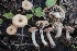  ( - FDS-CA-00780)  @11 [ ] by-nc (2024) Taye Bright Fungal Diversity Survey
