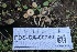  ( - FDS-CA-00780)  @11 [ ] by-nc (2024) Taye Bright Fungal Diversity Survey