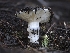  (Hygrophorus sp. CA01 - FDS-CA-01402)  @11 [ ] by-nc (2024) Stu Pickell Fungal Diversity Survey