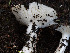  ( - FDS-CA-01402)  @11 [ ] by-nc (2024) Stu Pickell Fungal Diversity Survey