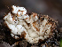  (Geopora - FDS-CA-01411)  @11 [ ] by-nc (2024) Stu Pickell Fungal Diversity Survey