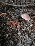  (Pseudobaeospora deckeri - FDS-CA-02196)  @11 [ ] by (2024) Mandy Hackney Fungal Diversity Survey