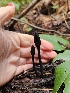  (Trichoglossum - FDS-CA-02112)  @11 [ ] by (2024) Mandy Hackney Fungal Diversity Survey