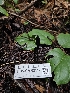  ( - FDS-CA-02112)  @11 [ ] by (2024) Mandy Hackney Fungal Diversity Survey